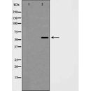 AF5329 at 1/100 staining Mouse testis tissue by IHC-P. The sample was formaldehyde fixed and a heat mediated antigen retrieval step in citrate buffer was performed. The sample was then blocked and incubated with the antibody for 1.5 hours at 22¡ãC. An HRP conjugated goat anti-rabbit antibody was used as the secondary