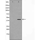 AF5339 at 1/100 staining Mouse testis tissue by IHC-P. The sample was formaldehyde fixed and a heat mediated antigen retrieval step in citrate buffer was performed. The sample was then blocked and incubated with the antibody for 1.5 hours at 22¡ãC. An HRP conjugated goat anti-rabbit antibody was used as the secondary