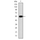 AF5347 staining lovo cells by ICC/IF. Cells were fixed with PFA and permeabilized in 0.1% saponin prior to blocking in 10% serum for 45 minutes at 37¡ãC. The primary antibody was diluted 1/400 and incubated with the sample for 1 hour at 37¡ãC. A  Alexa Fluor? 594 conjugated goat polyclonal to rabbit IgG (H+L), diluted 1/600 was used as secondary antibod