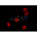AF5348 at 1/100 staining Mouse lung tissue by IHC-P. The sample was formaldehyde fixed and a heat mediated antigen retrieval step in citrate buffer was performed. The sample was then blocked and incubated with the antibody for 1.5 hours at 22¡ãC. An HRP conjugated goat anti-rabbit antibody was used as the secondary