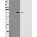 AF5357 staining Hela by IF/ICC. The sample were fixed with PFA and permeabilized in 0.1% Triton X-100,then blocked in 10% serum for 45 minutes at 25¡ãC. The primary antibody was diluted at 1/200 and incubated with the sample for 1 hour at 37¡ãC. An  Alexa Fluor 594 conjugated goat anti-rabbit IgG (H+L) Ab, diluted at 1/600, was used as the secondary antibod