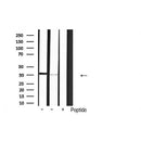 Western blot analysis of extracts from Rat spleen, using OCT3 Antibody. The lane on the left was treated with blocking peptide.