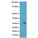 AF5363 at 1/100 staining Human heart tissue by IHC-P. The sample was formaldehyde fixed and a heat mediated antigen retrieval step in citrate buffer was performed. The sample was then blocked and incubated with the antibody for 1.5 hours at 22¡ãC. An HRP conjugated goat anti-rabbit antibody was used as the secondary