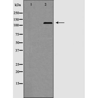 AF5369 at 1/100 staining Mouse spleen tissue by IHC-P. The sample was formaldehyde fixed and a heat mediated antigen retrieval step in citrate buffer was performed. The sample was then blocked and incubated with the antibody for 1.5 hours at 22¡ãC. An HRP conjugated goat anti-rabbit antibody was used as the secondary