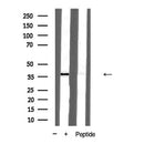 Western blot analysis of extracts from HepG2, using Prostate Apoptosis Response protein 4 Antibody. The lane on the left was treated with blocking peptide.
