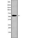 AF5375 staining HepG2 cells by IF/ICC. The sample were fixed with PFA and permeabilized in 0.1% Triton X-100,then blocked in 10% serum for 45 minutes at 25¡ãC. The primary antibody was diluted at 1/200 and incubated with the sample for 1 hour at 37¡ãC. An  Alexa Fluor 594 conjugated goat anti-rabbit IgG (H+L) antibody(Cat.