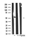 AF5382 staining K562 by IF/ICC. The sample were fixed with PFA and permeabilized in 0.1% Triton X-100,then blocked in 10% serum for 45 minutes at 25¡ãC. The primary antibody was diluted at 1/200 and incubated with the sample for 1 hour at 37¡ãC. An  Alexa Fluor 594 conjugated goat anti-rabbit IgG (H+L) Ab, diluted at 1/600, was used as the secondary antibod