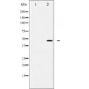 AF5387 at 1/100 staining Human brain tissue by IHC-P. The sample was formaldehyde fixed and a heat mediated antigen retrieval step in citrate buffer was performed. The sample was then blocked and incubated with the antibody for 1.5 hours at 22¡ãC. An HRP conjugated goat anti-rabbit antibody was used as the secondary