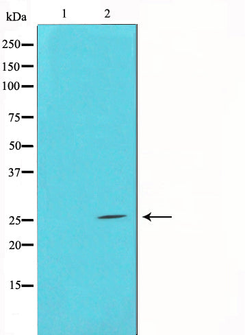 Western blot analysis on COS7 cell lysate using BIM Antibody,The lane on the left is treated with the antigen-specific peptide.
