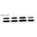 AF5402 at 1/100 staining Mouse testis tissue by IHC-P. The sample was formaldehyde fixed and a heat mediated antigen retrieval step in citrate buffer was performed. The sample was then blocked and incubated with the antibody for 1.5 hours at 22¡ãC. An HRP conjugated goat anti-rabbit antibody was used as the secondary