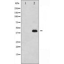 AF5411 staining 293 by IF/ICC. The sample were fixed with PFA and permeabilized in 0.1% Triton X-100,then blocked in 10% serum for 45 minutes at 25¡ãC. The primary antibody was diluted at 1/200 and incubated with the sample for 1 hour at 37¡ãC. An  Alexa Fluor 594 conjugated goat anti-rabbit IgG (H+L) Ab, diluted at 1/600, was used as the secondary antibod