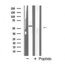 AF5412 staining Hela by IF/ICC. The sample were fixed with PFA and permeabilized in 0.1% Triton X-100,then blocked in 10% serum for 45 minutes at 25¡ãC. The primary antibody was diluted at 1/200 and incubated with the sample for 1 hour at 37¡ãC. An  Alexa Fluor 594 conjugated goat anti-rabbit IgG (H+L) Ab, diluted at 1/600, was used as the secondary antibod