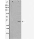 AF5415 staining NIH-3T3 by IF/ICC. The sample were fixed with PFA and permeabilized in 0.1% Triton X-100,then blocked in 10% serum for 45 minutes at 25¡ãC. The primary antibody was diluted at 1/200 and incubated with the sample for 1 hour at 37¡ãC. An  Alexa Fluor 594 conjugated goat anti-rabbit IgG (H+L) Ab, diluted at 1/600, was used as the secondary antibod
