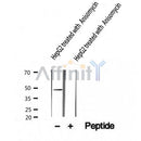 AF5431 staining 293 by IF/ICC. The sample were fixed with PFA and permeabilized in 0.1% Triton X-100,then blocked in 10% serum for 45 minutes at 25¡ãC. The primary antibody was diluted at 1/200 and incubated with the sample for 1 hour at 37¡ãC. An  Alexa Fluor 594 conjugated goat anti-rabbit IgG (H+L) Ab, diluted at 1/600, was used as the secondary antibod
