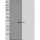 AF5435 staining NIH-3T3 by IF/ICC. The sample were fixed with PFA and permeabilized in 0.1% Triton X-100,then blocked in 10% serum for 45 minutes at 25¡ãC. The primary antibody was diluted at 1/200 and incubated with the sample for 1 hour at 37¡ãC. An  Alexa Fluor 594 conjugated goat anti-rabbit IgG (H+L) Ab, diluted at 1/600, was used as the secondary antibod