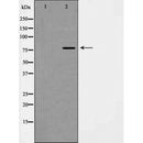 AF5441 at 1/100 staining Mouse lung tissue by IHC-P. The sample was formaldehyde fixed and a heat mediated antigen retrieval step in citrate buffer was performed. The sample was then blocked and incubated with the antibody for 1.5 hours at 22¡ãC. An HRP conjugated goat anti-rabbit antibody was used as the secondary