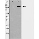 AF5452 staining COS7 by IF/ICC. The sample were fixed with PFA and permeabilized in 0.1% Triton X-100,then blocked in 10% serum for 45 minutes at 25¡ãC. The primary antibody was diluted at 1/200 and incubated with the sample for 1 hour at 37¡ãC. An  Alexa Fluor 594 conjugated goat anti-rabbit IgG (H+L) Ab, diluted at 1/600, was used as the secondary antibod