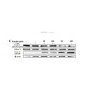 Western blot analysis of extracts from Mouse  muscle, using VDAC1 Antibody. The lane on the left was treated with blocking peptide.