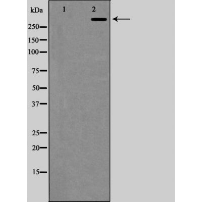 AF5487 at 1/100 staining Mouse brain tissue by IHC-P. The sample was formaldehyde fixed and a heat mediated antigen retrieval step in citrate buffer was performed. The sample was then blocked and incubated with the antibody for 1.5 hours at 22¡ãC. An HRP conjugated goat anti-rabbit antibody was used as the secondary