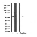 AF5499 staining MCF-7 cells by IF/ICC. The sample were fixed with PFA and permeabilized in 0.1% Triton X-100,then blocked in 10% serum for 45 minutes at 25¡ãC. The primary antibody was diluted at 1/200 and incubated with the sample for 1 hour at 37¡ãC. An  Alexa Fluor 594 conjugated goat anti-rabbit IgG (H+L) antibody(Cat.