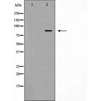 DF6001 at 1/100 staining Mouse brain tissue by IHC-P. The sample was formaldehyde fixed and a heat mediated antigen retrieval step in citrate buffer was performed. The sample was then blocked and incubated with the antibody for 1.5 hours at 22¡ãC. An HRP conjugated goat anti-rabbit antibody was used as the secondary