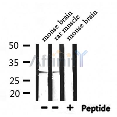 Western blot analysis of extracts from mouse brain,rat muscle, using PHB Antibody.