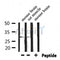 Western blot analysis of extracts from mouse brain,rat muscle, using PHB Antibody.
