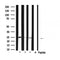 DF6011 staining 293 cells by IF/ICC. The sample were fixed with PFA and permeabilized in 0.1% Triton X-100,then blocked in 10% serum for 45 minutes at 25¡ãC. The primary antibody was diluted at 1/200 and incubated with the sample for 1 hour at 37¡ãC. An  Alexa Fluor 594 conjugated goat anti-rabbit IgG (H+L) antibody(Cat.# S0006), diluted at 1/600, was used as secondary antibod
