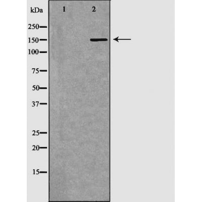 DF6046 staining 293 by IF/ICC. The sample were fixed with PFA and permeabilized in 0.1% Triton X-100,then blocked in 10% serum for 45 minutes at 25¡ãC. The primary antibody was diluted at 1/200 and incubated with the sample for 1 hour at 37¡ãC. An  Alexa Fluor 594 conjugated goat anti-rabbit IgG (H+L) Ab, diluted at 1/600, was used as the secondary antibod