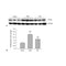 DF6067 staining Hela by IF/ICC. The sample were fixed with PFA and permeabilized in 0.1% Triton X-100,then blocked in 10% serum for 45 minutes at 25¡ãC. The primary antibody was diluted at 1/200 and incubated with the sample for 1 hour at 37¡ãC. An  Alexa Fluor 594 conjugated goat anti-rabbit IgG (H+L) Ab, diluted at 1/600, was used as the secondary antibod