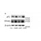 DF6073 at 1/100 staining Mouse spleen tissue by IHC-P. The sample was formaldehyde fixed and a heat mediated antigen retrieval step in citrate buffer was performed. The sample was then blocked and incubated with the antibody for 1.5 hours at 22¡ãC. An HRP conjugated goat anti-rabbit antibody was used as the secondary