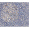 Western blot analysis of extracts from rat muscle, using VCAM1  Antibody.