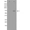 Western blot analysis of Hela whole cell lysates, using HSP70  Antibody. The lane on the left is treated with the antigen-specific peptide.