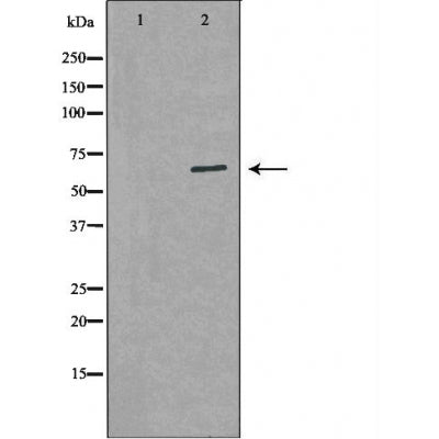 DF6094 staining 293 by IF/ICC. The sample were fixed with PFA and permeabilized in 0.1% Triton X-100,then blocked in 10% serum for 45 minutes at 25¡ãC. The primary antibody was diluted at 1/200 and incubated with the sample for 1 hour at 37¡ãC. An  Alexa Fluor 594 conjugated goat anti-rabbit IgG (H+L) Ab, diluted at 1/600, was used as the secondary antibod