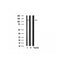 Western blot analysis of CARD6 expression in Mouse brain lysate