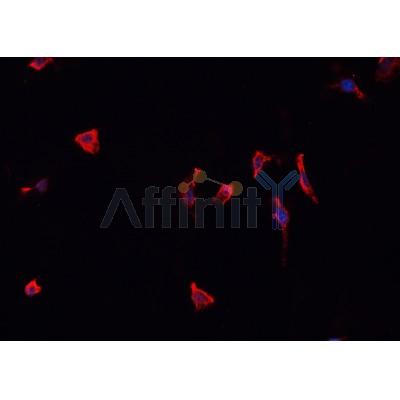 AF0123 staining K-562 cells by IF/ICC. The sample were fixed with PFA and permeabilized in 0.1% Triton X-100,then blocked in 10% serum for 45 minutes at 25¡ãC. The primary antibody was diluted at 1/200 and incubated with the sample for 1 hour at 37¡ãC. An  Alexa Fluor 594 conjugated goat anti-rabbit IgG (H+L) antibody(Cat.
