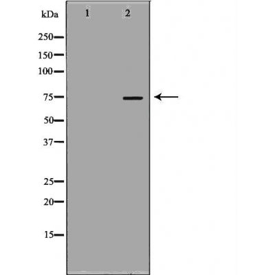 DF6108 at 1/100 staining Mouse spleen tissue by IHC-P. The sample was formaldehyde fixed and a heat mediated antigen retrieval step in citrate buffer was performed. The sample was then blocked and incubated with the antibody for 1.5 hours at 22¡ãC. An HRP conjugated goat anti-rabbit antibody was used as the secondary