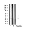 DF6110 at 1/100 staining Rat lung tissue by IHC-P. The sample was formaldehyde fixed and a heat mediated antigen retrieval step in citrate buffer was performed. The sample was then blocked and incubated with the antibody for 1.5 hours at 22¡ãC. An HRP conjugated goat anti-rabbit antibody was used as the secondary