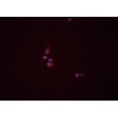 Western blot analysis of extracts from Hela, using WNT3A  Antibody. The lane on the left was treated with blocking peptide.