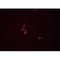 Western blot analysis of extracts from Hela, using WNT3A  Antibody. The lane on the left was treated with blocking peptide.