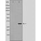 DF6114 at 1/100 staining Mouse liver tissue by IHC-P. The sample was formaldehyde fixed and a heat mediated antigen retrieval step in citrate buffer was performed. The sample was then blocked and incubated with the antibody for 1.5 hours at 22¡ãC. An HRP conjugated goat anti-rabbit antibody was used as the secondary