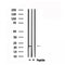 DF6157 at 1/100 staining Mouse lung tissue by IHC-P. The sample was formaldehyde fixed and a heat mediated antigen retrieval step in citrate buffer was performed. The sample was then blocked and incubated with the antibody for 1.5 hours at 22¡ãC. An HRP conjugated goat anti-rabbit antibody was used as the secondary