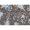 Western blot analysis of extracts from 293t, using SNX9 Antibody. The lane on the left was treated with blocking peptide.