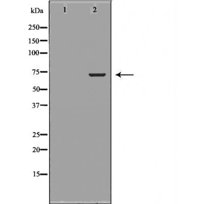 DF6167 at 1/100 staining Mouse testis tissue by IHC-P. The sample was formaldehyde fixed and a heat mediated antigen retrieval step in citrate buffer was performed. The sample was then blocked and incubated with the antibody for 1.5 hours at 22¡ãC. An HRP conjugated goat anti-rabbit antibody was used as the secondary