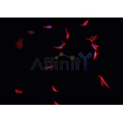DF6169 at 1/100 staining Mouse liver tissue by IHC-P. The sample was formaldehyde fixed and a heat mediated antigen retrieval step in citrate buffer was performed. The sample was then blocked and incubated with the antibody for 1.5 hours at 22¡ãC. An HRP conjugated goat anti-rabbit antibody was used as the secondary