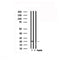 DF6170 at 1/100 staining Mouse kidney tissue by IHC-P. The sample was formaldehyde fixed and a heat mediated antigen retrieval step in citrate buffer was performed. The sample was then blocked and incubated with the antibody for 1.5 hours at 22¡ãC. An HRP conjugated goat anti-rabbit antibody was used as the secondary