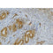 Western blot analysis of extracts from various samples, using PPIA Antibody.
 Lane 1: Myeloma cells, treated with blocking peptide;
 Lane 2: Myeloma cells;
 Lane 3: B16F10;
 Lane 4: VERO.