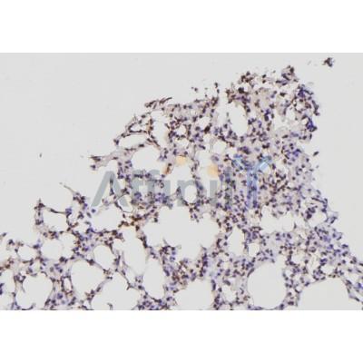 Western blot analysis of extracts from Hela, using ID2 Antibody. Lane 1 was treated with the antigen-specific peptide.