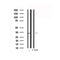 DF6192 at 1/100 staining Mouse kidney tissue by IHC-P. The sample was formaldehyde fixed and a heat mediated antigen retrieval step in citrate buffer was performed. The sample was then blocked and incubated with the antibody for 1.5 hours at 22¡ãC. An HRP conjugated goat anti-rabbit antibody was used as the secondary