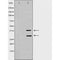 DF6196 at 1/100 staining Mouse testis tissue by IHC-P. The sample was formaldehyde fixed and a heat mediated antigen retrieval step in citrate buffer was performed. The sample was then blocked and incubated with the antibody for 1.5 hours at 22¡ãC. An HRP conjugated goat anti-rabbit antibody was used as the secondary
